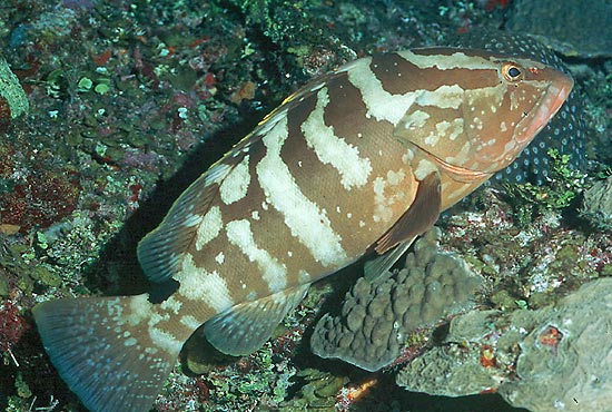 A Nassau grouper.