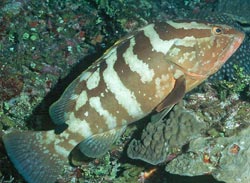 A Nassau grouper