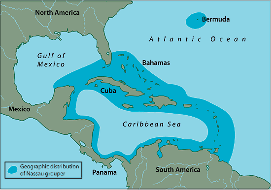 Nassau groupers map