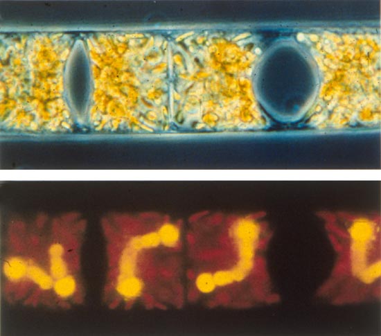 Richelia are cyanobacteria that live symbiotically inside single-celled marine plants called diatoms.