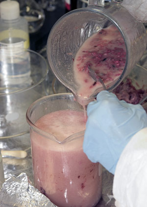 straining blended blubber