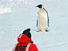 Emperor penguin