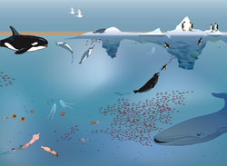 THE ANTARCTIC ECOSYSTEM