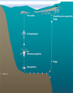 KRILL'S LIFECYCLE