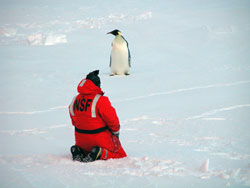 A curious Emperor penguin
