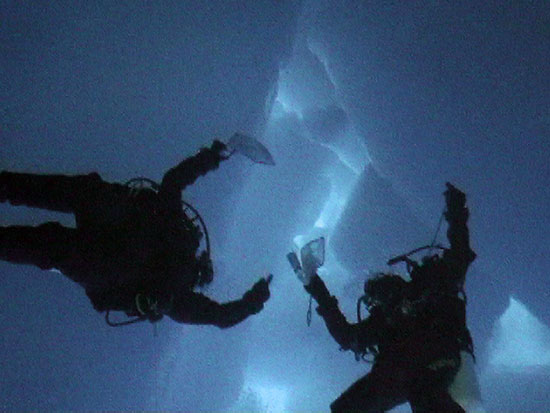 Divers collect juvenile stages of krill under pack ice