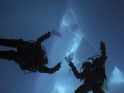 Divers collect juvenile stages of krill under pack ice