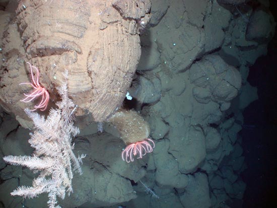Long-armed, bright-colored starfish called Brisingids