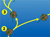 Life Cycle of a Harlful Ala