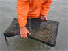 shellfish aquaculture demonstration experiment