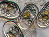  toxic alga Alexandrium tamarense