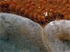 Botrylloides, Didemnum