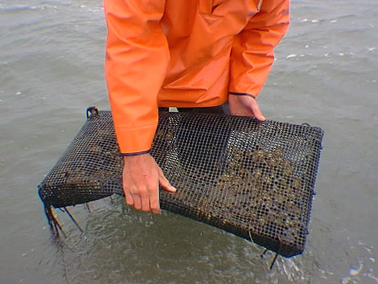 shellfish aquaculture demonstration experiment