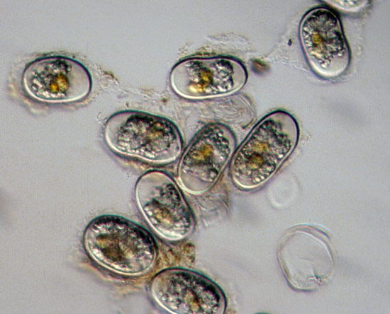  toxic alga Alexandrium tamarense