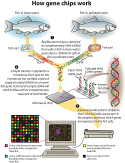 How Gene Chips Work