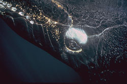 Southern right whale