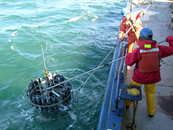 CTD rosette