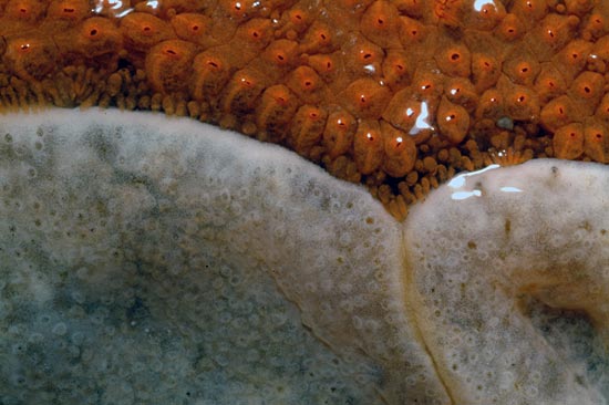 Botrylloides, Didemnum