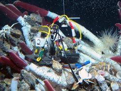 At the experiment site at the Tica Vent on the East Pacific Rise in 2004, basalt panels were placed in the center of a tubeworm colony.