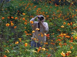 ?It was a beautiful October day,? said WHOI scientist Dana Yoerger, ?and I was walking to the Blake building, past a field of cosmos. It was filled with Monarch butterflies. So I ran to get my camera, and I said to Celeste, ?Quick, grab your camera.? Her photographs of the butterflies on the flowers were beautiful. All mine turned out lousy?except for this one.?