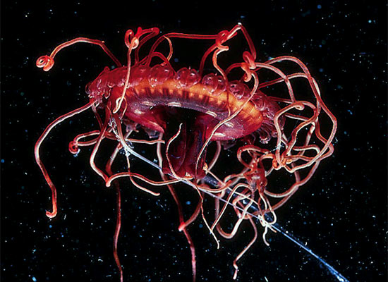 Atolla is a jellyfish common from midwater, about 500 meters deep