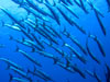 A school of barracuda swims near a reef off Kimbe Island, Papua New Guinea, where WHOI biologist Simon Thorrold is working on a novel method using otoliths (fish ear bones) to track the movements of fish over their lifetimes. 
