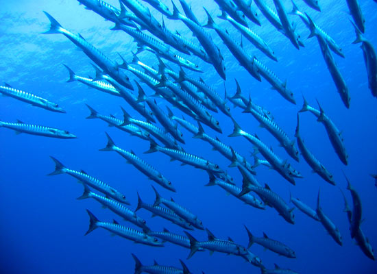 A school of barracuda swims near a reef off Kimbe Island, Papua New Guinea, where WHOI biologist Simon Thorrold is working on a novel method using otoliths (fish ear bones) to track the movements of fish over their lifetimes.
