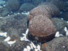 basalt lava