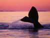 North Atlantic Right Whale