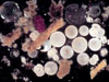 One of the first photographs of a sediment trap sample shows cylindrical fecal pellets and other aggregates, planktonic tests (round white objects), transparent snail-like pteropod shells, radiolarians, and diatoms. 