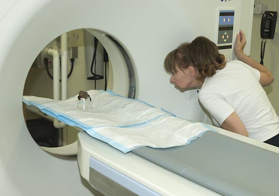 A live bat is carefully cushioned, sedated and watched by WHOI biologist Darlene Ketten, for ONR-funded research by James Simmons of Brown University to help understand bat ears and echolocation.