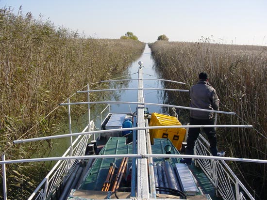 Researchers guide a boat through canals in the Danube Delta