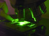 Researchers from WHOI use fluorescent microscopy to positively identify and count Alexandrium fundyense cells in the laboratory in Woods Hole. Visual identification of cells was also done under a microscope at sea.