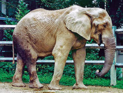 photo of male African elephant named Calimero