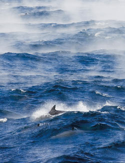 Dolphins cavort amid steep waves and ?sea smoke? off Cape Hatteras. The ?smoke? is created when cold winter air meets the relatively warm waters of the Gulf Stream.