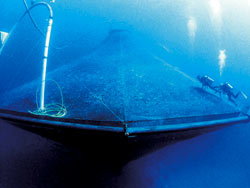 Divers clean the outside of SeaStation 3000, an open-ocean aquaculture project operated by the University of Hawaii. The 15-by 24-meter (50-by-80-foot) cone-shaped steel-and-mesh cage lies two miles from Honolulu and 12 meters (40 feet) below the surface, out of the way of ships.