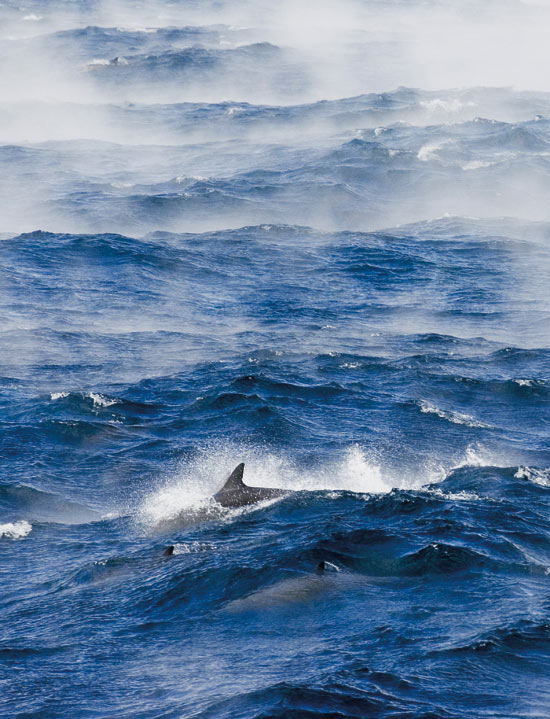 Dolphins cavort amid steep waves and ?sea smoke? off Cape Hatteras. The ?smoke? is created when cold winter air meets the relatively warm waters of the Gulf Stream.