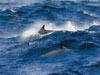 Dolphins cavort amid steep waves and ?sea smoke? off Cape Hatteras. The ?smoke? is created when cold winter air meets the relatively warm waters of the Gulf Stream.