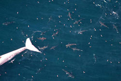 dead finback surrounded by sharks