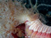Under a microscope, a deep-sea worm?s tentacles?used for feeding?look like cooked spaghetti. WHOI scientists found this worm, called a terebellid, living at hydrothermal vents on the Galapagos Rift off Ecuador. The researchers conducted experiments to learn why the larvae of deep-sea animals settle in certain places on the seafloor. 