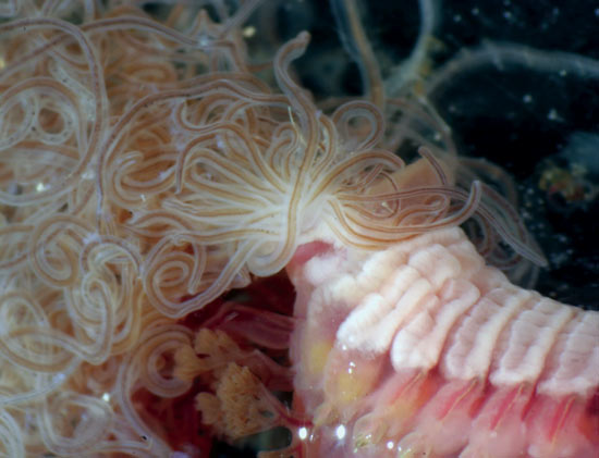 Under a microscope, a deep-sea worm?s tentacles?used for feeding?look like cooked spaghetti. WHOI scientists found this worm, called a terebellid, living at hydrothermal vents on the Galapagos Rift off Ecuador. The researchers conducted experiments to learn why the larvae of deep-sea animals settle in certain places on the seafloor.