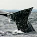 Right whale tale
