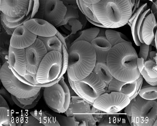 fossilid shells of microscopic marine orgzeanisms