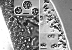These bacteria, found by Sheri Simmons in a Massachusetts coastal pond which develops summertime layers of high- and low-oxygen water, are magnetotactic