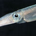 squid