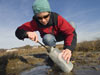 Digging in the mud for science, WHOI/MIT Joint Program graduate student Sheri Simmons collects sediment from a salt marsh so she can look for magnetotactic bacteria.