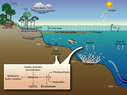 coastal ocean ecosystem