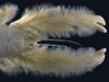 The name of the new family of deep-sea crab discovered in March 2005 is <em>Kiwaidae,</em> which comes from Kiwa, a Polynesian goddess of crustaceans. Less formally, the newfound creature has become known as the ?Yeti? crab, after the legendary shaggy ?snowman? of the Himalayas.