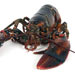 lobster