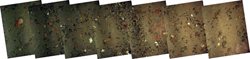 seafloor mosaic of scallop beds